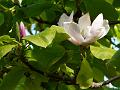 Saucer Magnolia